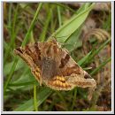 Euclidia glyphica - Braune Tageule 02.jpg